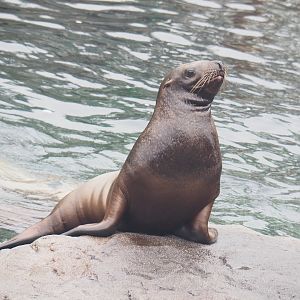 Juvenile Steller's sea lion (Eumetopias jubatus), 2022-09-14