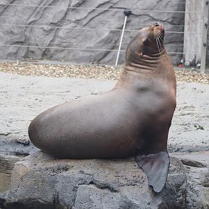 Steller's sea lion (Eumetopias jubatus), 2022-09-14