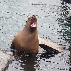 Steller's sea lion (Eumetopias jubatus), 2022-09-15