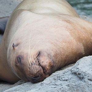 Steller's sea lion (Eumetopias jubatus), 2022-09-15