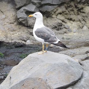Wild European herring gull (Larus argentatus), 2022-09-14