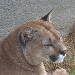 Cougar (Puma concolor), 2022-09-15