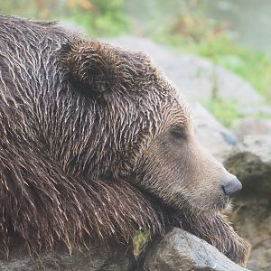 Eurasian brown bear (Ursus arctos arctos), 2022-09-14
