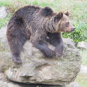 Eurasian brown bear (Ursus arctos arctos), 2022-09-14
