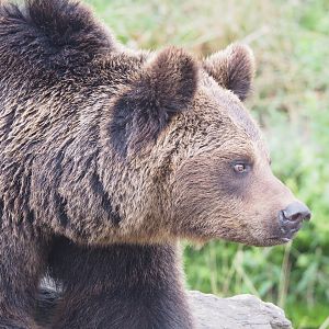 Eurasian brown bear (Ursus arctos arctos), 2022-09-14