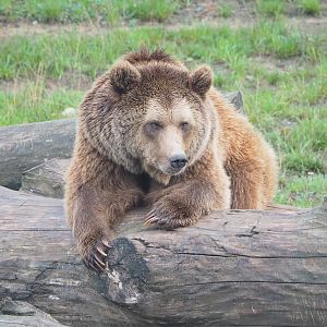 Eurasian brown bear (Ursus arctos arctos), 2022-09-15