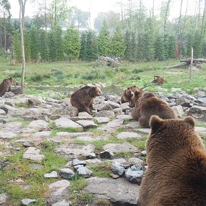 Part of the Eurasian brown bear and Eurasian grey wolf exhibit, with several bears, 2022-09-15