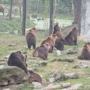 Eurasian brown bears (Ursus arctos arctos), 2022-09-14