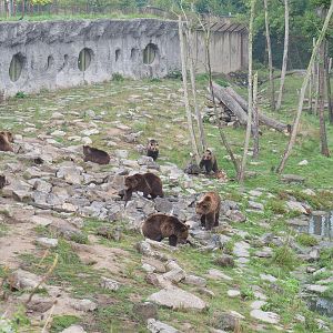Eurasian brown bears (Ursus arctos arctos), 2022-09-15