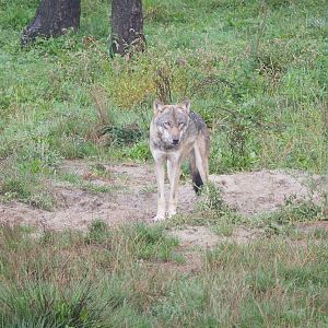 Eurasian grey wolf (Canis lupus lupus), 2022-09-15
