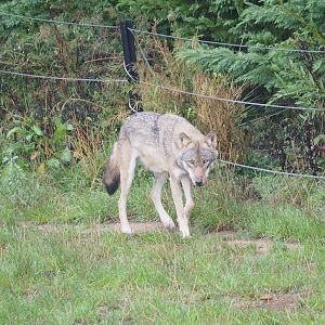 Eurasian grey wolf (Canis lupus lupus), 2022-09-15