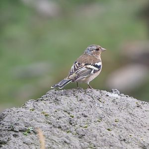 Wild Common chaffinch (Fringilla coelebs), 2022-09-15
