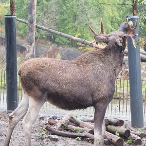 Eurasian moose (Alces alces alces), 2022-09-14