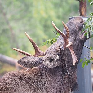 Eurasian moose (Alces alces alces), 2022-09-14