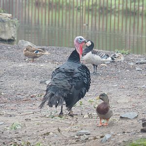 Domestic turkey (Meleagris gallopavo) and wild birds in the Eurasian moose exhibit, 2022-09-14