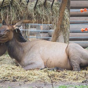 Wapiti (Cervus canadensis), 2022-09-14