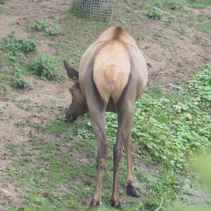 Wapiti (Cervus canadensis), 2022-09-14