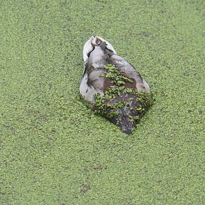 Wild Mallard drake (Anas platyrhynchos) in duckweed, 2022-09-14