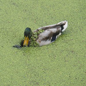 Wild Mallard drake (Anas platyrhynchos) in duckweed, 2022-09-14