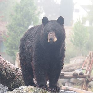 American black bear (Ursus americanus), 2022-09-14