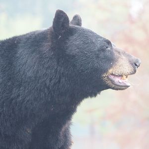 American black bear (Ursus americanus), 2022-09-14