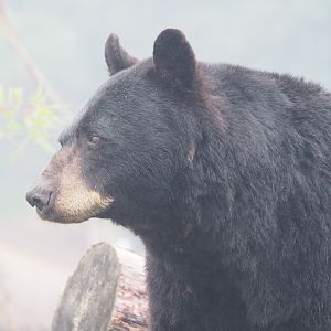 American black bear (Ursus americanus), 2022-09-14