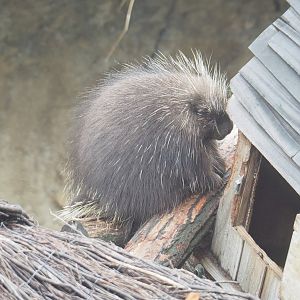 North American porcupine (Erethizon dorsatum), 2022-09-14