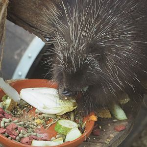 North American porcupine (Erethizon dorsatum), 2022-09-14