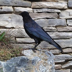 Wild Carrion crow (Corvus corone), 2022-09-15