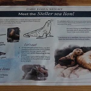 Steller's sea lion information sheet in the room in The Paddling Bear Hotel, 2022-09-14