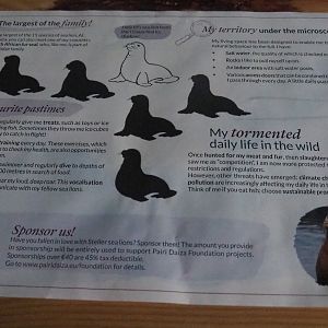 Steller's sea lion information sheet in the room in The Paddling Bear Hotel, 2022-09-14
