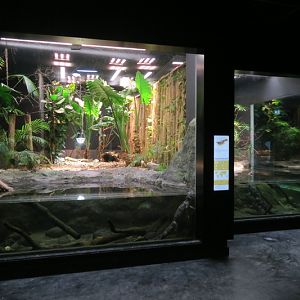 Vivarium - Chinese alligators