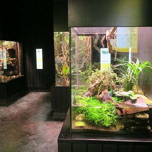 Vivarium - Chinese fire belly newt