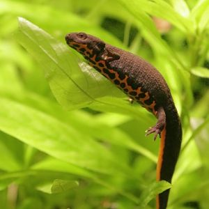 Chinese fire belly newt (Cynops orientalis)
