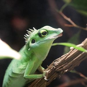 Green crested lizard (Bronchocela cristatella)