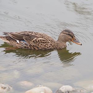 Wild female Mallard (Anas platyrhynchos), 2022-09-14