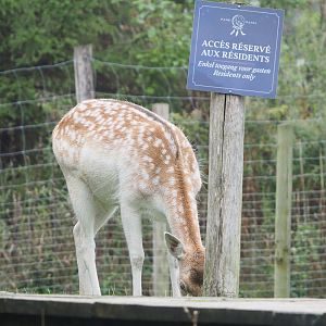 Common fallow deer (Dama dama), 2022-09-14