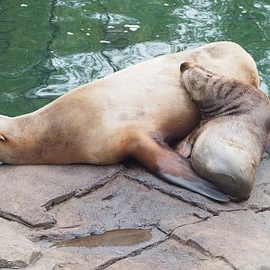 Steller sea lions (Eumetopias jubatus), Female and juvenile, 2022-09-14