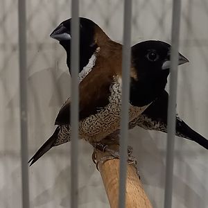 Black-faced munias - Lonchura molucca