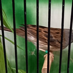 Black-faced bunting - Emberiza spodocephalus