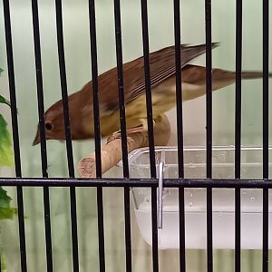 Chestnut bunting - Emberiza rutila