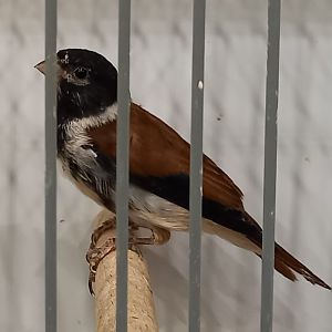 Black-headed canary - Serinus alario