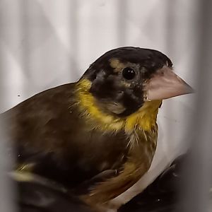 Vietnamese greenfinch - Chloris monguilloti