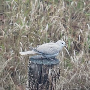 Wild Eurasian collared dove (Streptopelia decaocto), 2022-09-14