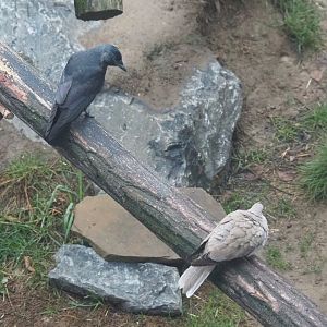 Wild Western jackdaw (Coloeus monedula) and Wild Eurasian collared dove (Streptopelia decaocto), 2022-09-14