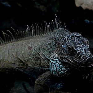 Green Iguana - Berlin Aquarium 2022