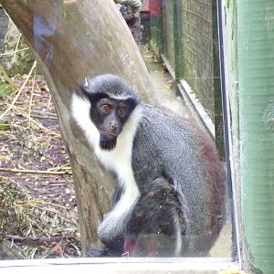 Diana monkey