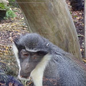 Diana monkey