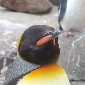 King penguin