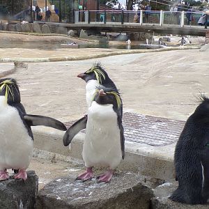 Rockhopper penguins